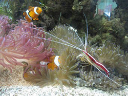tropical coral reef