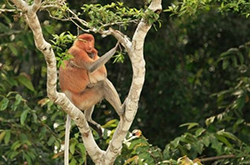 orange orangutan with child