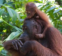 red orangutan with child